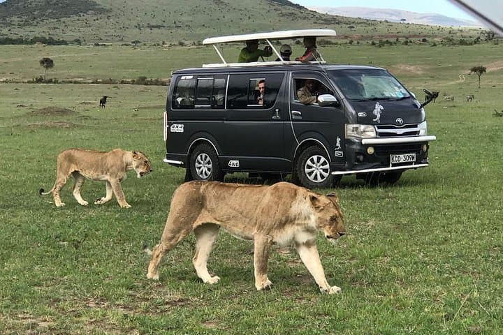3-Day Maasai Mara Budget Group Safari: Big Five Game Drives from Nairobi photo 1
