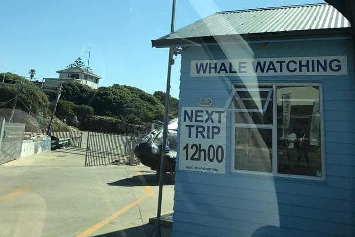 Hermanus Whale Watching: Clarence Drive Views, Penguins & Hemel-en-Aarde Wine