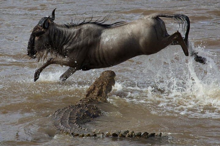 3-Day Maasai Mara Budget Group Safari: Big Five Game Drives from Nairobi photo 2