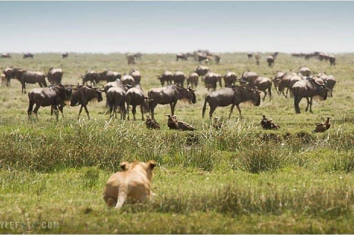 3-Day Maasai Mara Budget Group Safari: Big Five Game Drives from Nairobi photo 3