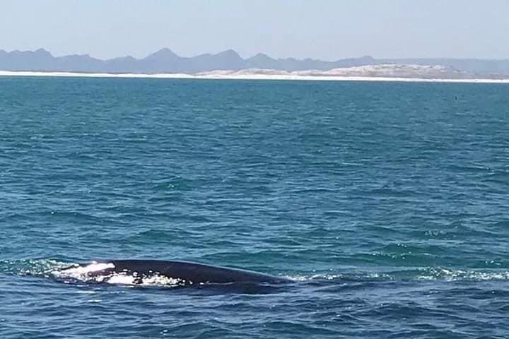 Hermanus Whale Watching: Clarence Drive Views, Penguins & Hemel-en-Aarde Wine photo 5