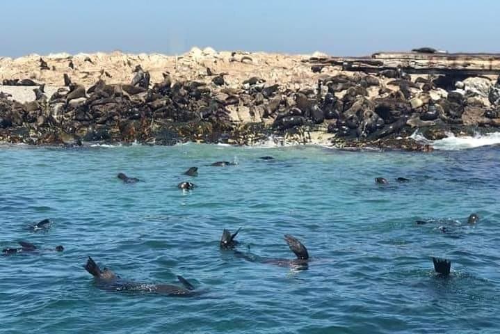 Hermanus Whale Watching: Clarence Drive Views, Penguins & Hemel-en-Aarde Wine photo 6