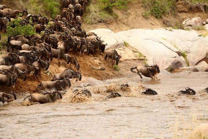 3-Day Maasai Mara Budget Group Safari: Big Five Game Drives from Nairobi photo 4