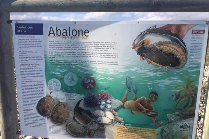 Cape Agulhas — Where the Two Oceans Meet: Full-Day Coastal Tour from Hermanus photo 4