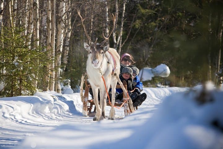 Snowmobile Safari to Reindeer Farm in Rovaniemi: Drive, Meet Reindeer, Earn a License photo 4