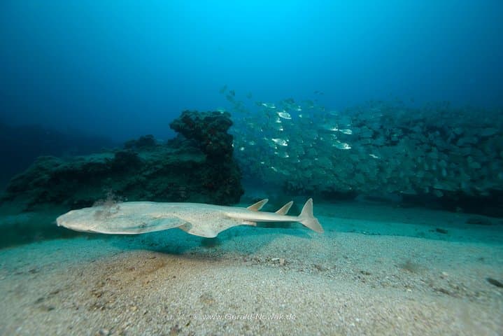 Introductory Scuba Diving in Lanzarote: First-Timer Taster Dive