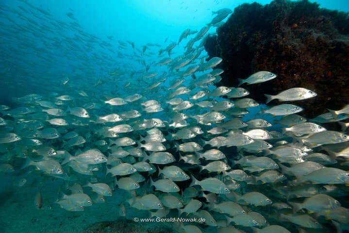 Introductory Scuba Diving in Lanzarote: First-Timer Taster Dive photo 2