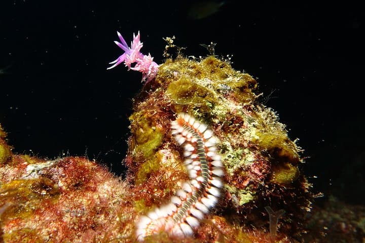 Introductory Scuba Diving in Lanzarote: First-Timer Taster Dive photo 6
