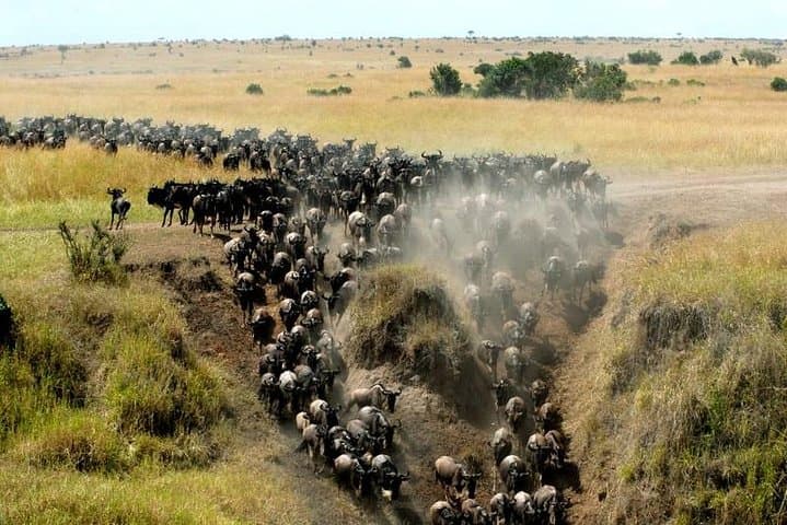 Overnight Private Safari to Maasai Mara: Two-Day Wildlife Immersion from Nairobi photo 2
