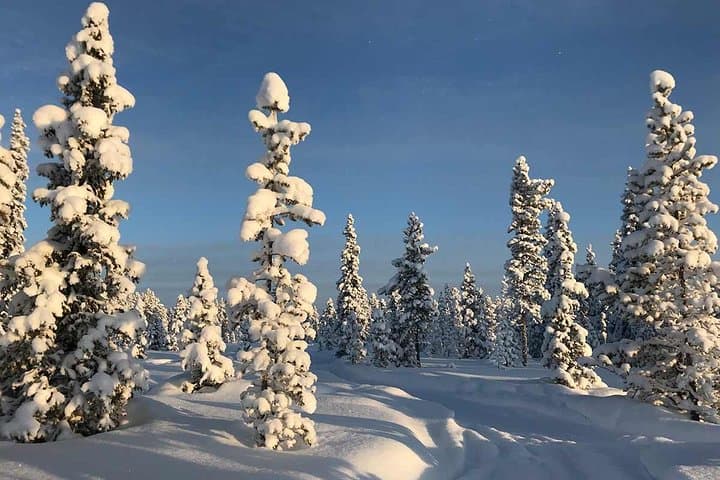 Explore the Arctic Wilderness on a Snowmobile Adventure in Kiruna photo 5