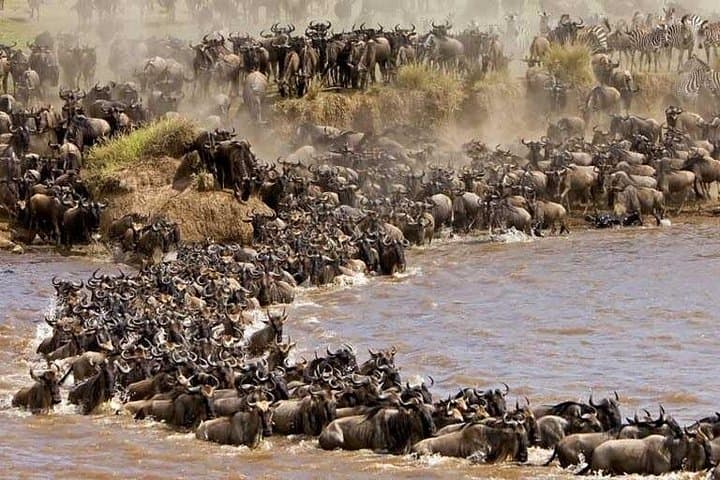 Fly-In Masai Mara: 3-Day Ashnil Mara Camp Safari from Mombasa & Diani
