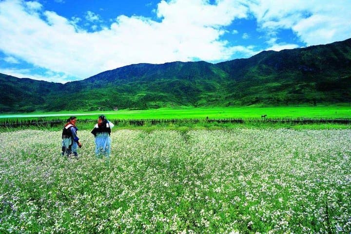 Half-Day Private Trek to Wenhai Lake from Lijiang — Jade Dragon Snow Mountain Meadows Hike