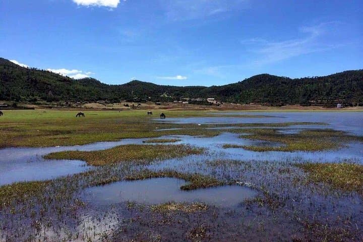 Half-Day Private Trek to Wenhai Lake from Lijiang — Jade Dragon Snow Mountain Meadows Hike photo 3