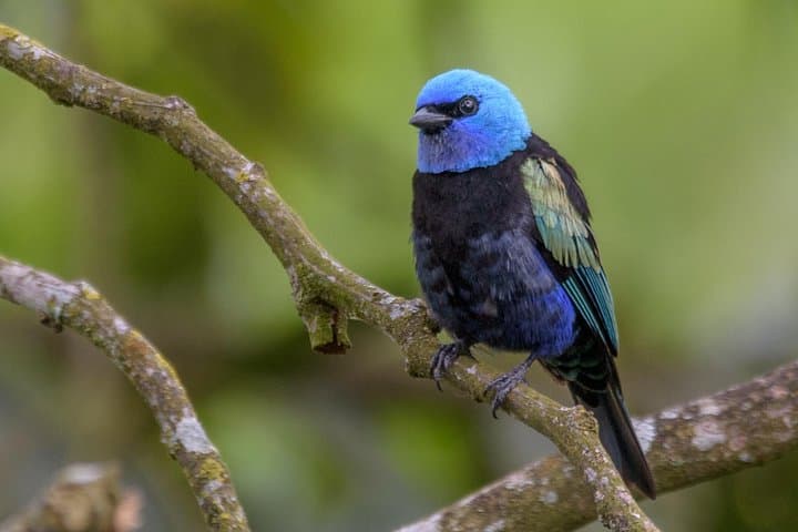 Birdwatching in Chicaque Cloud Forest: Full-Day Birding from Bogotá photo 6