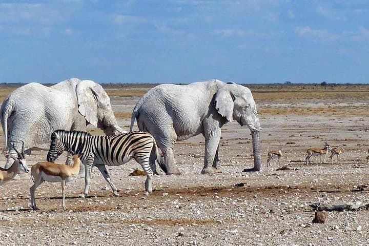 10-Day Namibia Guided Lodge Safari: Etosha, Namib Dunes & Coastal Wildlife photo 4