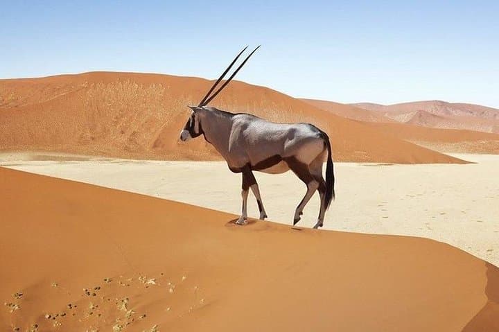6-Day Namibia Safari: Etosha, Swakopmund & Sossusvlei Guided Lodge Tour photo 4
