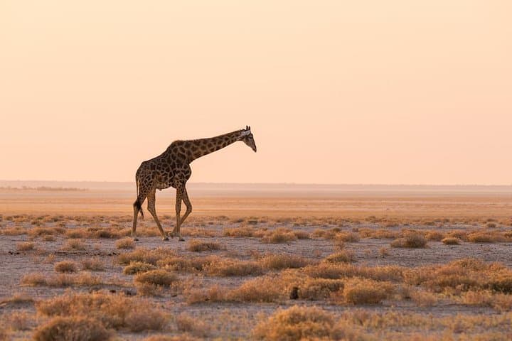 12-Day Namibia In Plus Guided Lodge Tour: Etosha, Sossusvlei & Coastal Wonders photo 3