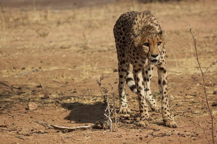 15-Day Namibia and Botswana Guided Lodge Safari — Sossusvlei to Chobe photo 3
