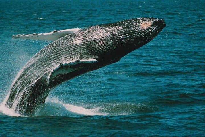Cape May Whale & Dolphin Watching Cruise — 3-Hour Offshore Marine Safari photo 2