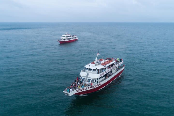 Dolphin Watching Around Cape May: 2-Hour Wildlife Cruise in New Jersey photo 6