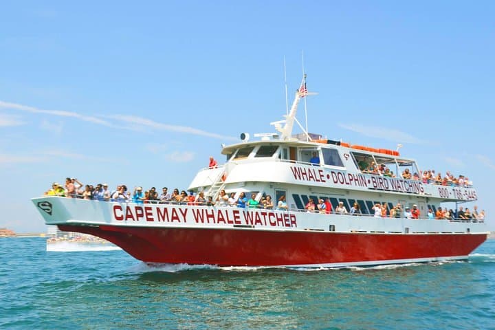 Cape May Whale & Dolphin Watching Cruise — 3-Hour Offshore Marine Safari