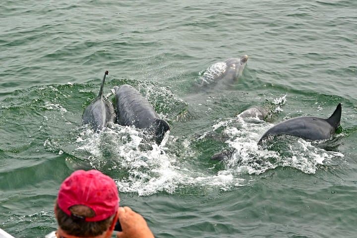 Dolphin Watching Around Cape May: 2-Hour Wildlife Cruise in New Jersey photo 3