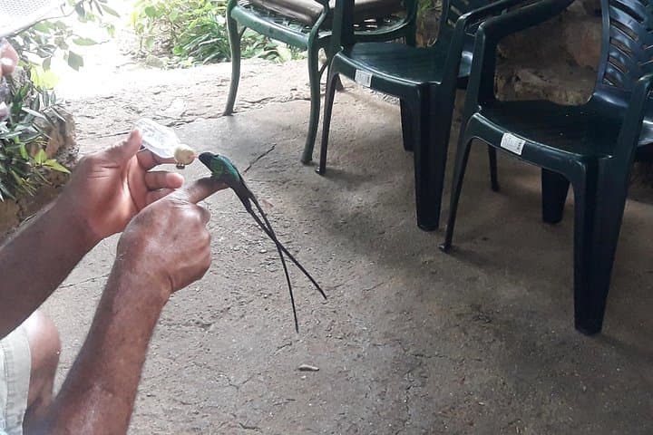 Private Rockland Bird Sanctuary Hummingbird-Feeding Tour from Montego Bay photo 1