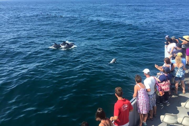 Dolphin Watching Around Cape May: 2-Hour Wildlife Cruise in New Jersey