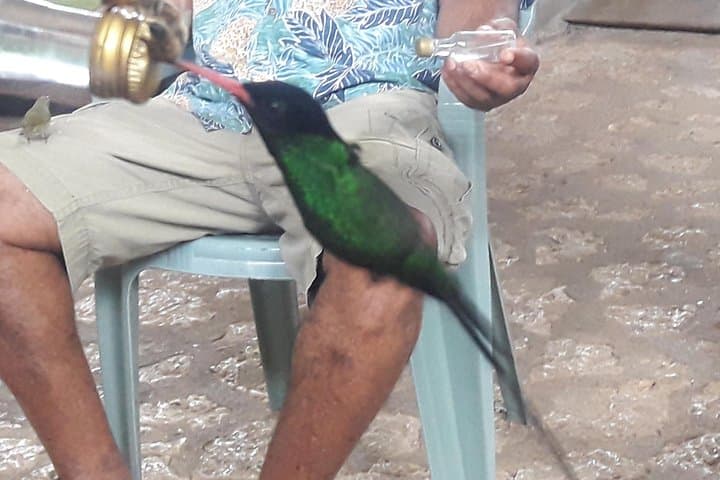 Private Rockland Bird Sanctuary Hummingbird-Feeding Tour from Montego Bay photo 4
