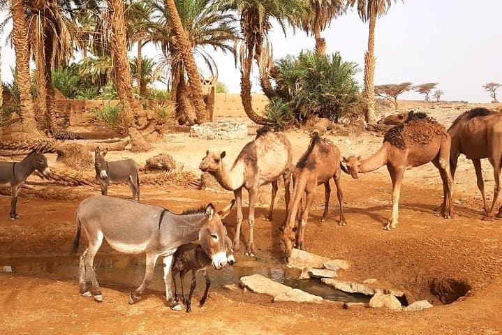 3-Day Erg Chigaga Desert Bivouac from Marrakech — Camel Ride & Dune Safari photo 3