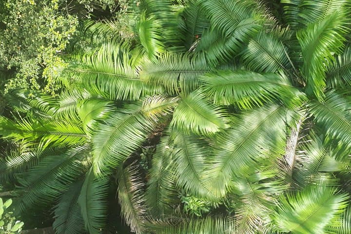 Gamboa Rainforest Experience: Aerial Tram & Wildlife near the Panama Canal photo 5