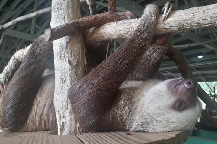 Gamboa Rainforest Experience: Aerial Tram & Wildlife near the Panama Canal photo 6