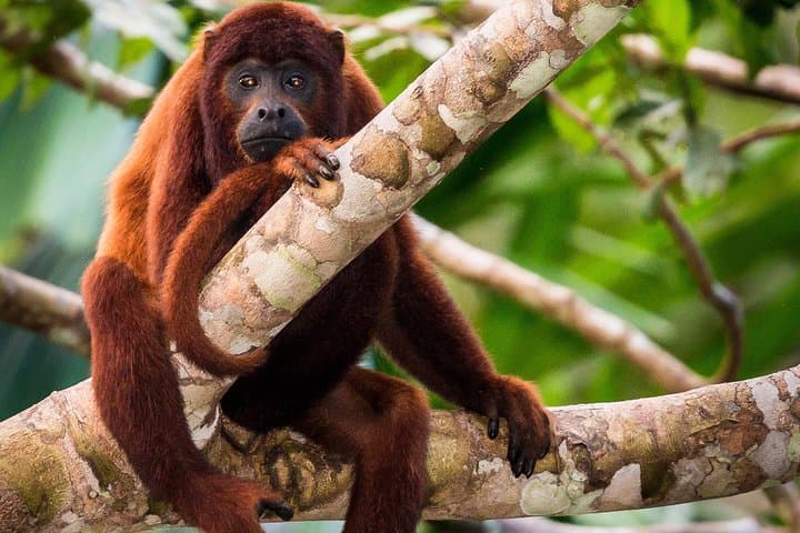 Lake Sandoval Wildlife Hike and Canoe Trip from Puerto Maldonado photo 3