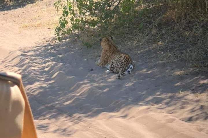 Chobe Full-Day Safari: River Cruise & Game Drive from Kasane photo 2