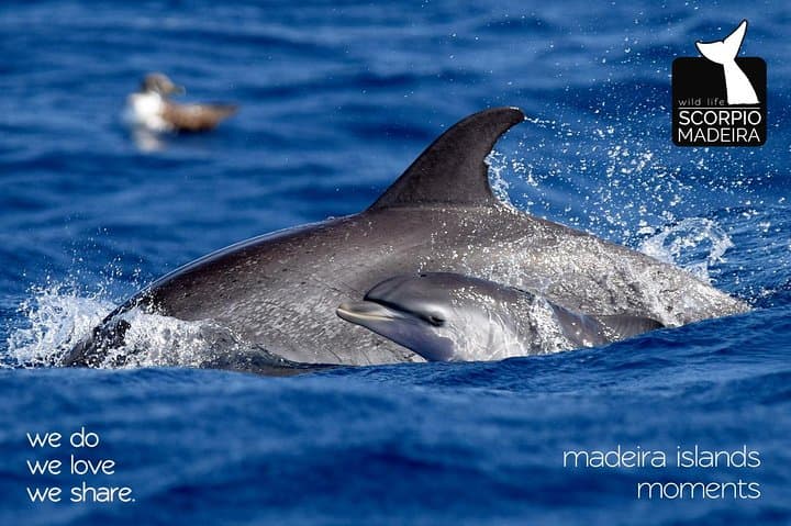 Whale & Dolphin Watching Boat Trip from Machico, Madeira