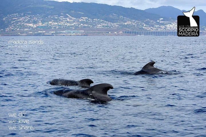 Whale & Dolphin Watching Boat Trip from Machico, Madeira photo 2