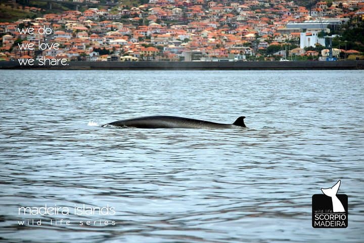 Whale & Dolphin Watching Boat Trip from Machico, Madeira photo 3