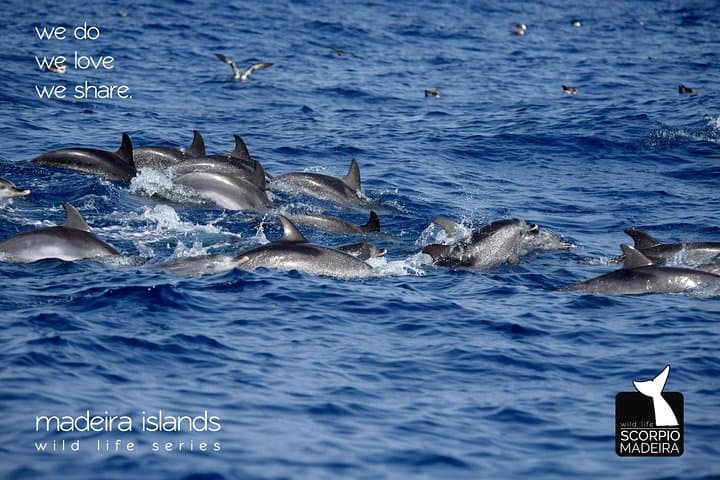 Whale & Dolphin Watching Boat Trip from Machico, Madeira photo 4
