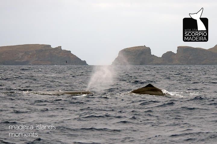 Whale & Dolphin Watching Boat Trip from Machico, Madeira photo 5