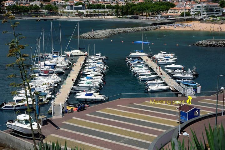 Whale & Dolphin Watching Boat Trip from Machico, Madeira photo 6