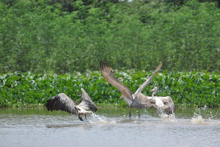 Bird Watching at Tonle Sap’s Inundated Forest: Full-Day Prek Toal Sanctuary Tour photo 3