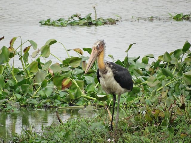 Bird Watching at Tonle Sap’s Inundated Forest: Full-Day Prek Toal Sanctuary Tour photo 6