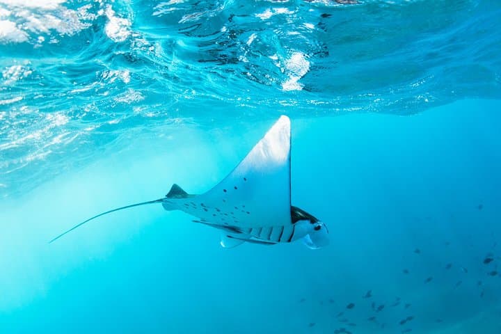West Nusa Penida Full-Day: Kelingking, Broken Beach & Manta Snorkel