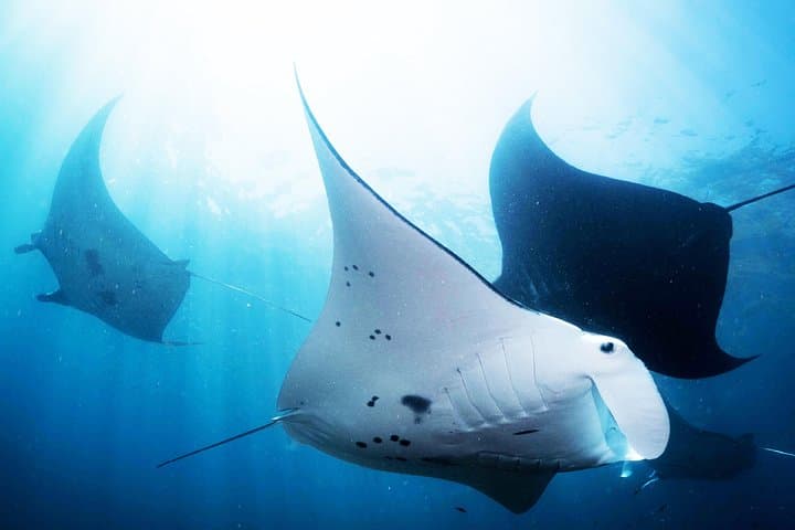 West Nusa Penida Full-Day: Kelingking, Broken Beach & Manta Snorkel photo 5