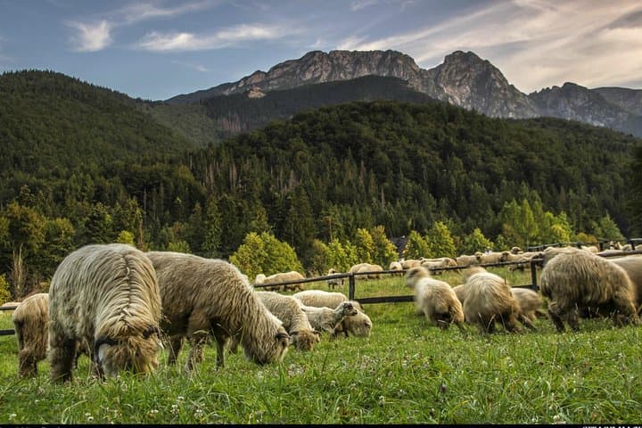 Zakopane & Bukovina Thermal Springs Private Day Trip from Krakow photo 5