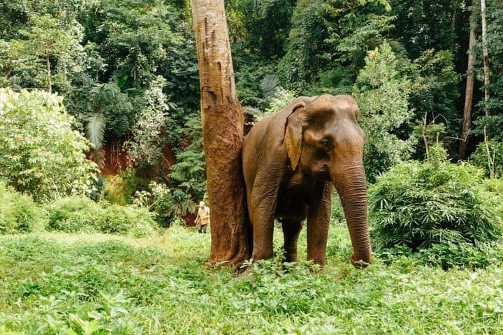 Inside Lombok Wildlife Park: Elephants, Orangutans & Rainforest Breakfast photo 4