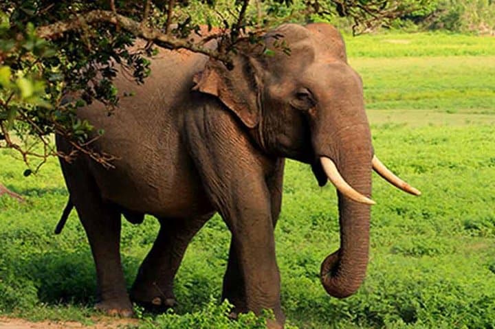 Lunugamwehera (Yala Block 5) Leopard Safari — Half & Full-Day Jeep Tours photo 4