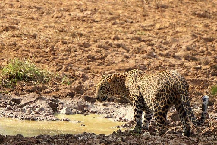 Lunugamwehera (Yala Block 5) Leopard Safari — Half & Full-Day Jeep Tours photo 3