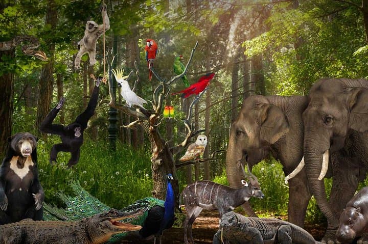 Inside Lombok Wildlife Park: Elephants, Orangutans & Rainforest Breakfast photo 5