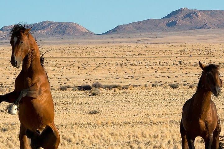 15 Days All About Namibia: Guided Lodge Safari from Windhoek to the Namib photo 3